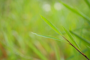 tall Green glass leaves blurred background