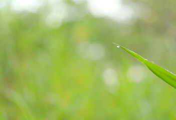 tall Green glass leaves blurred background