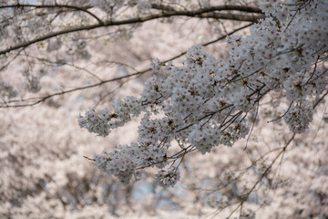 cherry blossom tree in spring