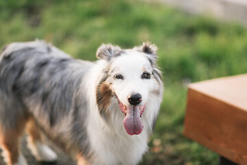 Dog breed Australian Shepherd grass and sidewalk on summer evening
