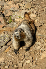 Marmot Crawls Down Scree