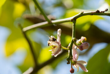 Flor de limonero con abeja cogiendo polen