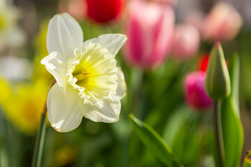 Obraz premium beautiful daffodils in a flower bed in the garden, landscaping. spring flowers