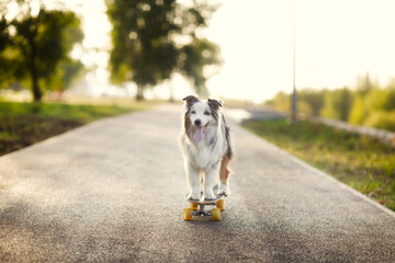 Dog australian shepherd rides skateboard on sidewalk in park, pet training
