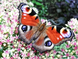 butterfly on flower