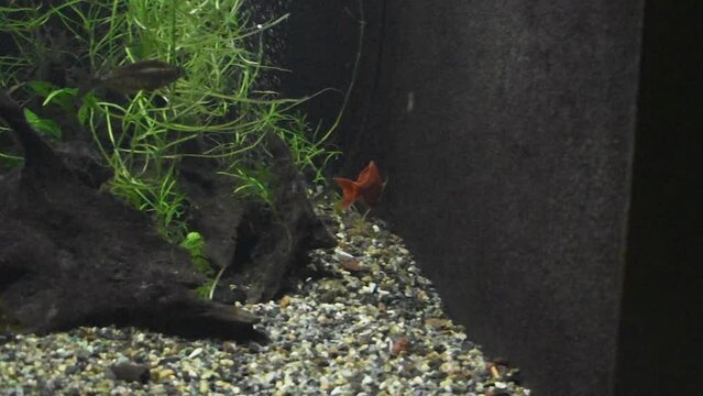 Orange Red rainbowfish swim in the aquarium among other fish. Video 18 seconds. Decorative exotic aquarium fish swim in the water among green algae