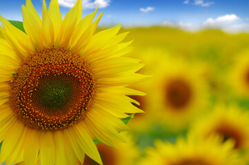 field of blooming sunflowers