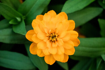 orange and flower