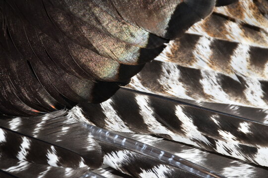 The plumage of a wild turkey, Sainte-Apolline, Québec, Canada