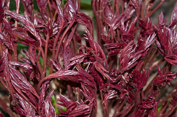 Spring purple peony leaves close-up in a flower garden on a sunny day
