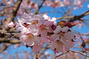 Beautiful sakura flowers on the branches of a tree close-up against the blue sky