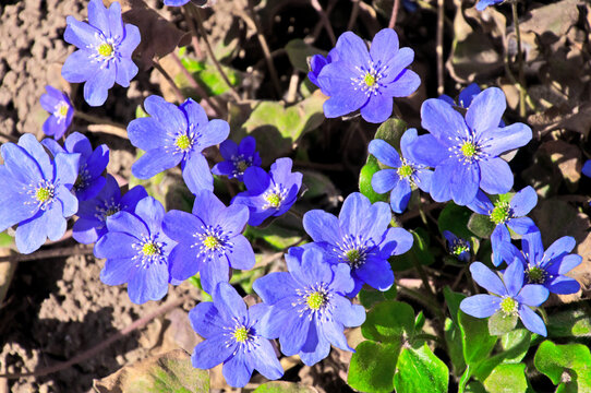 Blue Hepatica flowers in the spring garden close-up on a sunny day