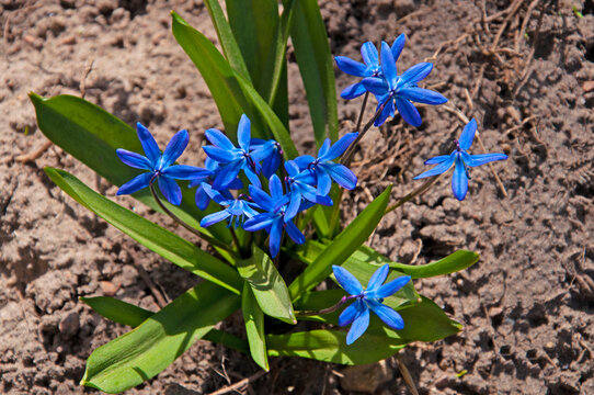 Blue flowers of the Scilla snowdrop in the spring garden close-up on a sunny day