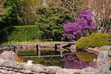 A small decorative pond and a bush with purple rhododendron flowers and various plants in a city park