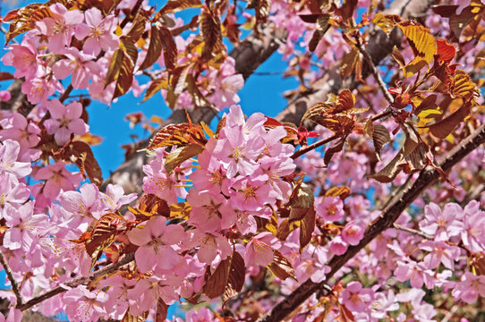 Beautiful bright pink sakura flowers on the branches of a tree close-up in the garden on a sunny day
