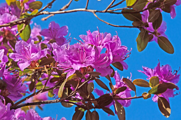 Beautiful pink flowers of Rhododendron dauricum Ledebourii close-up against a blue sky on a sunny day