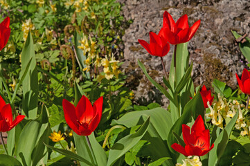 Beautiful bright red tulips close-up in the background of rocks and grass on a sunny day in the garden