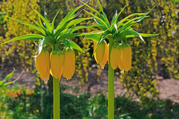Flowers Fritillaria imp. Lutea Maxima (Imperial yellow crown) close-up in the garden on a sunny day