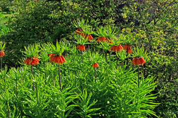 Flowers Fritillaria Imperialis Garland Star red close-up in the garden on a sunny day