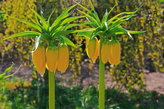 Flowers Fritillaria imp. Lutea Maxima (Imperial yellow crown) close-up in the garden on a sunny day