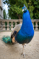 Peacock male in baroque garden