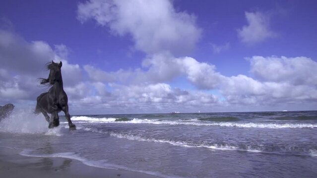 running horses on the beach
