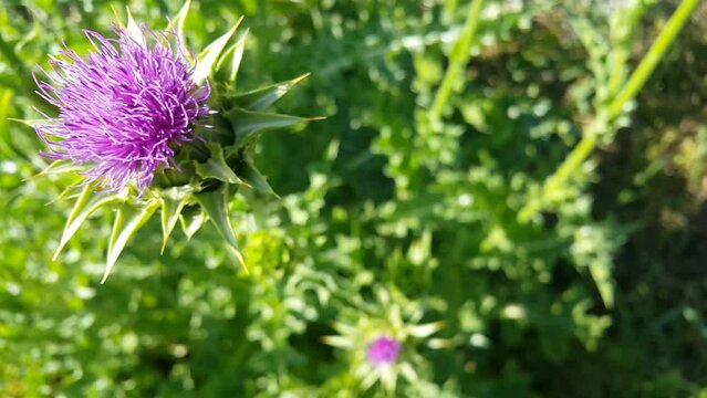 Video image of the thistle plant, a source of healing that has just opened in spring