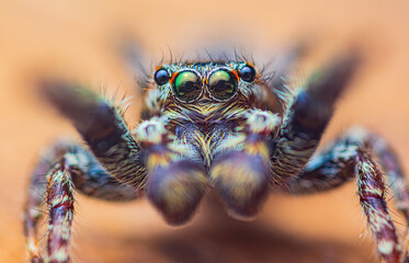 Extreme magnification - Jumping spider portrait, front view