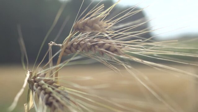 wheat field in the wind