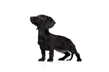 Portrait of black dachshund dog training isolated on white studio background. Concept of motion, pets love, animal life. Funny puppy