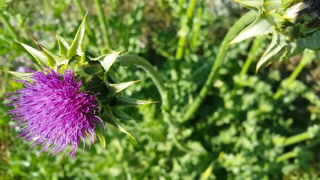 Video image of the thistle plant, a source of healing that has just opened in spring