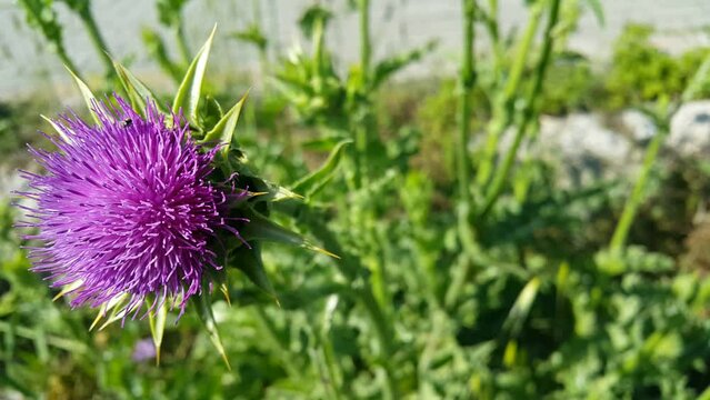 Video image of the thistle plant, a source of healing that has just opened in spring