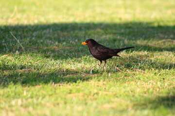 flowers and birds are natural lifes beatuy 