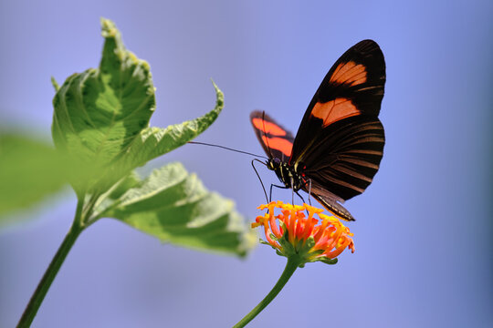 Beautiful butterfly (Heliconius melpomene) perched on a flower and its extended proboscis sipping nectar.