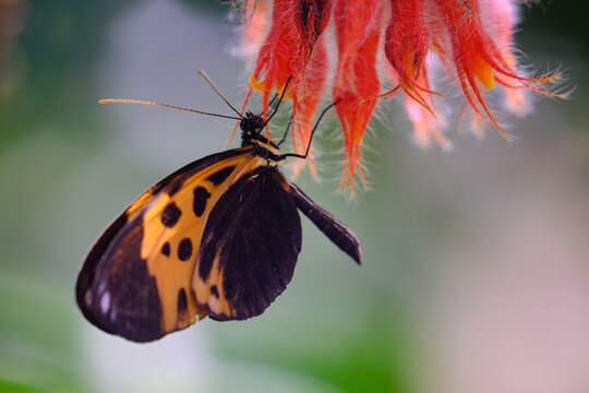 Beautiful butterfly (Heliconius Numata bicoloratus) perched on a flower sipping nectar.
