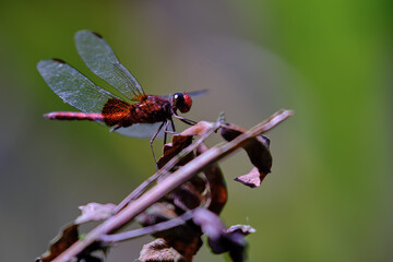 Red dragonfly (Anisoptera) beautiful specimen perched on a dry branch.