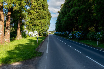 Empty straight road with trees and hydrangeas flowers on the side of typical road, at São Miguel island, Azores, Portugal