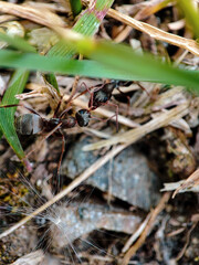 ant on the grass