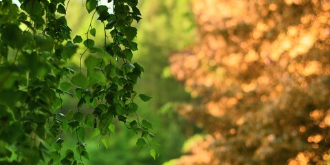 Zwisaj膮ce ga艂臋zie brzozy o ciemnozielonych li艣ciach tworz膮 interesuj膮c膮 kompozycj臋 z r贸偶owo-偶贸艂tym krzewem w tle