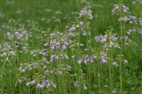 Łąka porośnięta pięknymi i eterycznymi kwiatami rzeżuchy łąkowej (Cardamine pratensis), lśniące od kropel deszczu
