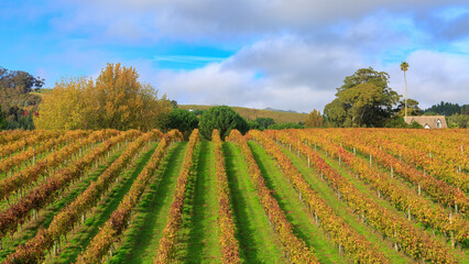 Fototapeta na wymiar Panoramic view of a vineyard in autumn, with rows of grapevines with golden fall foliage. Hawke's Bay, New Zealand