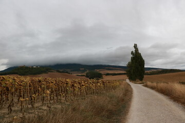 paysage champ&ecirc;tre