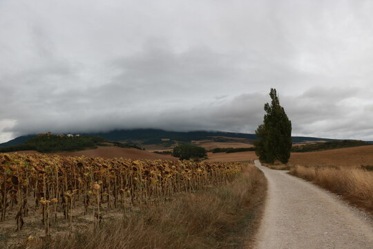 paysage champ&ecirc;tre