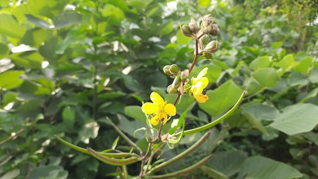 Senna occidentalis plant flower. Its other names septicweed, coffee senna, coffeeweed, Mogdad coffee, negro-coffee, senna coffee, Stephanie coffee flower, stinkingweed and styptic weed.