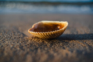 Shells were washed by the sea on the beach.
