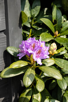 Erste Blüten am Rhododendronstrauch diesen Frühling