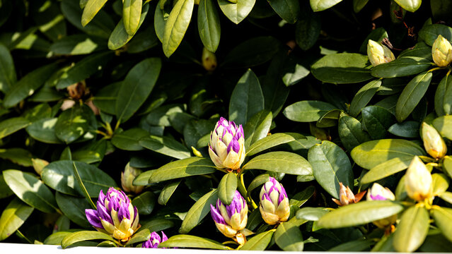 Knospender Rhododendronstrauch im Frühling