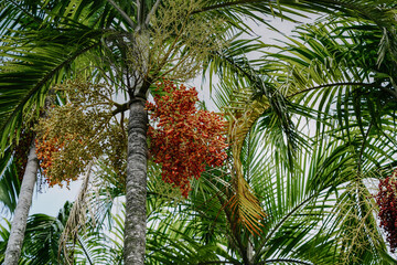 palm tree with red fruits 