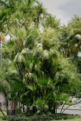 Acoelorrhaphe wrightii palm trees, Thailand 