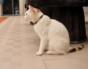 A white cat is sitting and watching the flying birds.